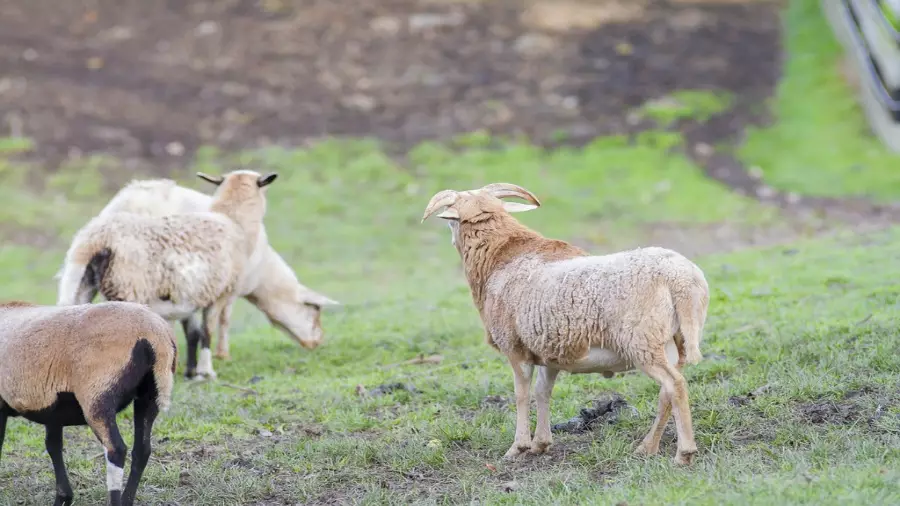 A crypto enthusiast from Kenya buys goats for donations in virtual coins