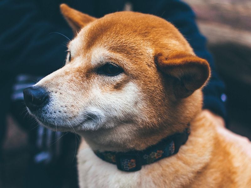 Shiba Inu Fetches $12M Investment in a Token Sale to Build Privacy-Focused Blockchain