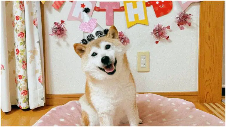 Kabosu, the dog symbol of the Dogecoin memtoken, died in Japan