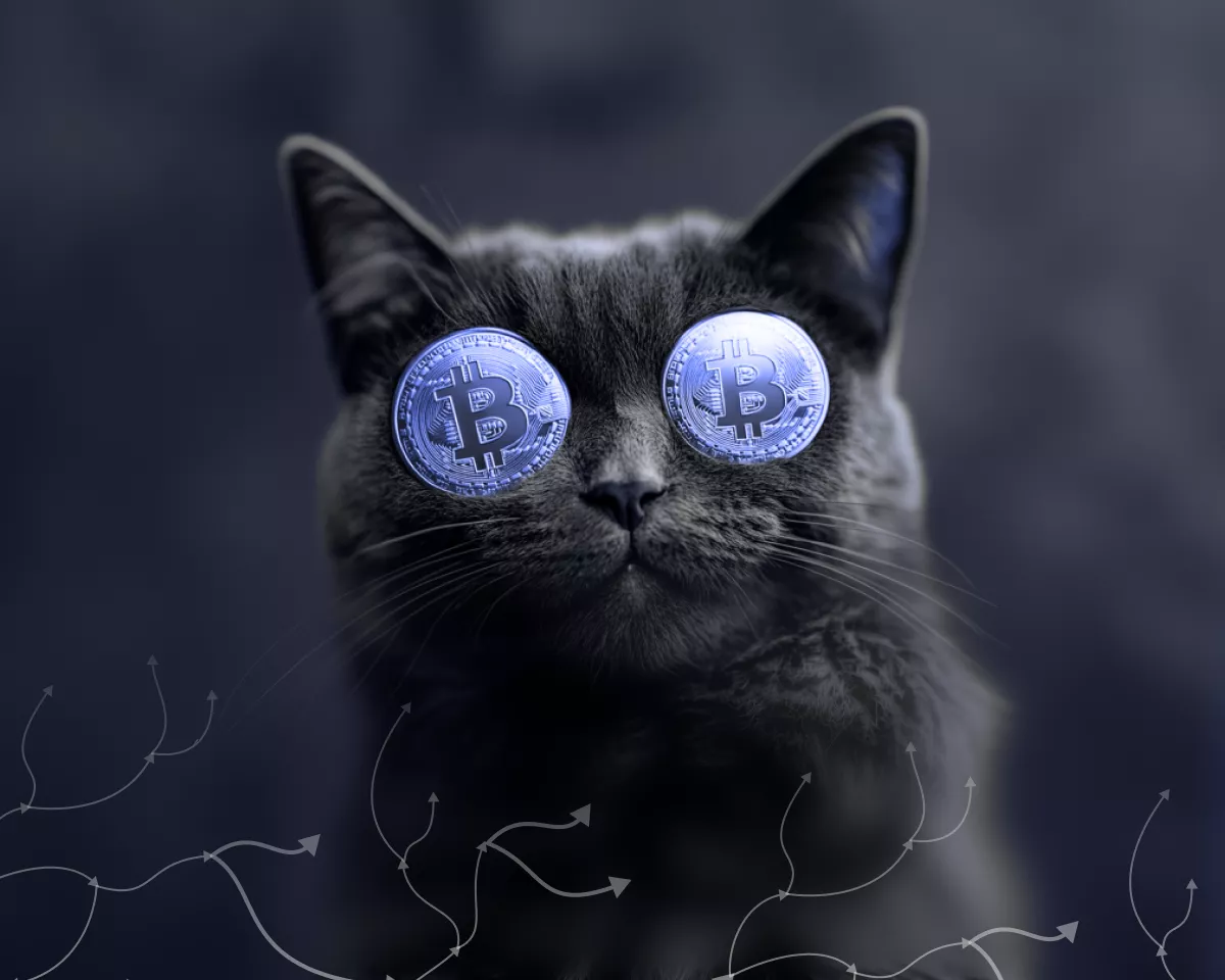 Add a cat: what is interesting about the potential update of OP_CAT on the bitcoin network