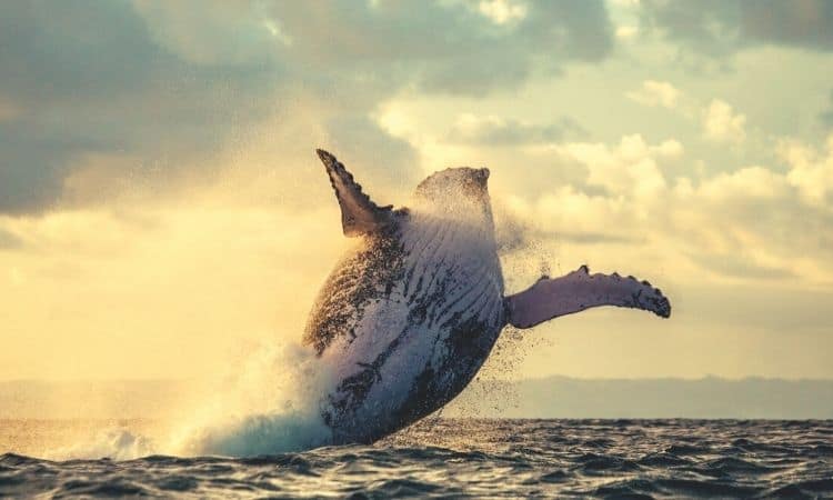 These Crypto Projects Are Seeing the Highest Increase in Whale Activity