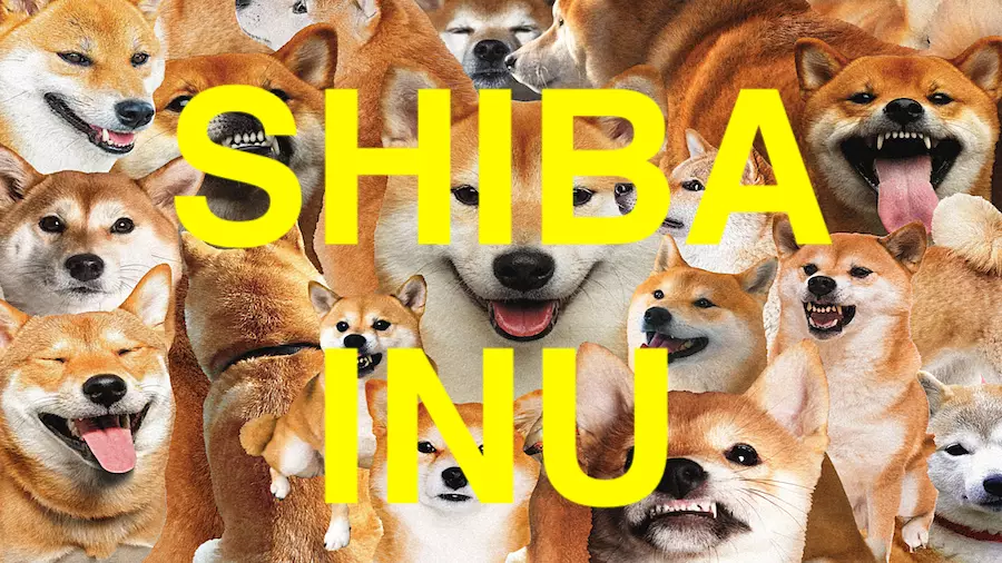 Команда Shiba Inu: Мы не связаны с «женским токеном» SHEB